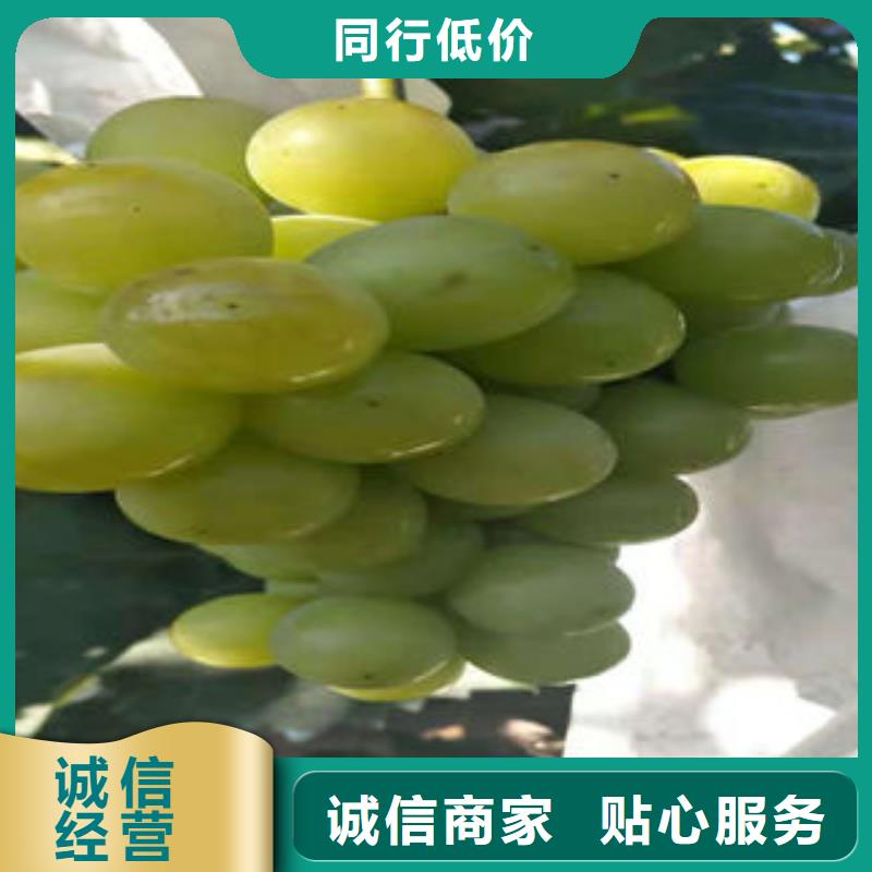 葡萄苗板栗苗准时交付