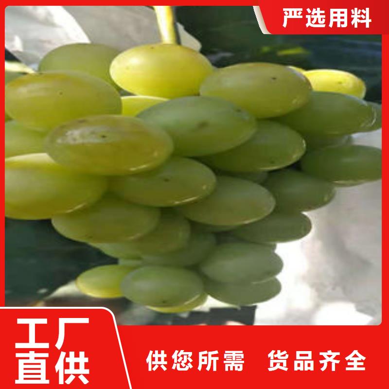 葡萄苗苹果苗多行业适用