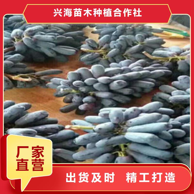 葡萄苗板栗苗准时交付