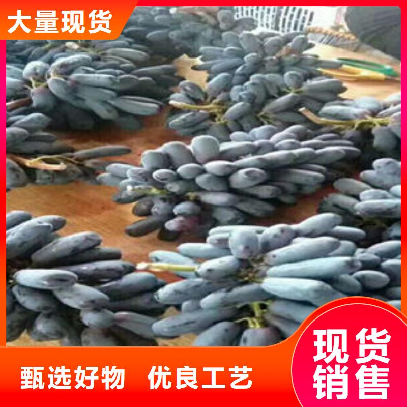 葡萄苗苹果苗多行业适用