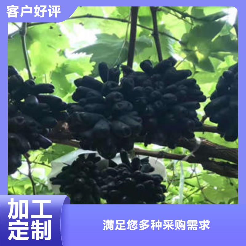 葡萄苗核桃苗匠心打造