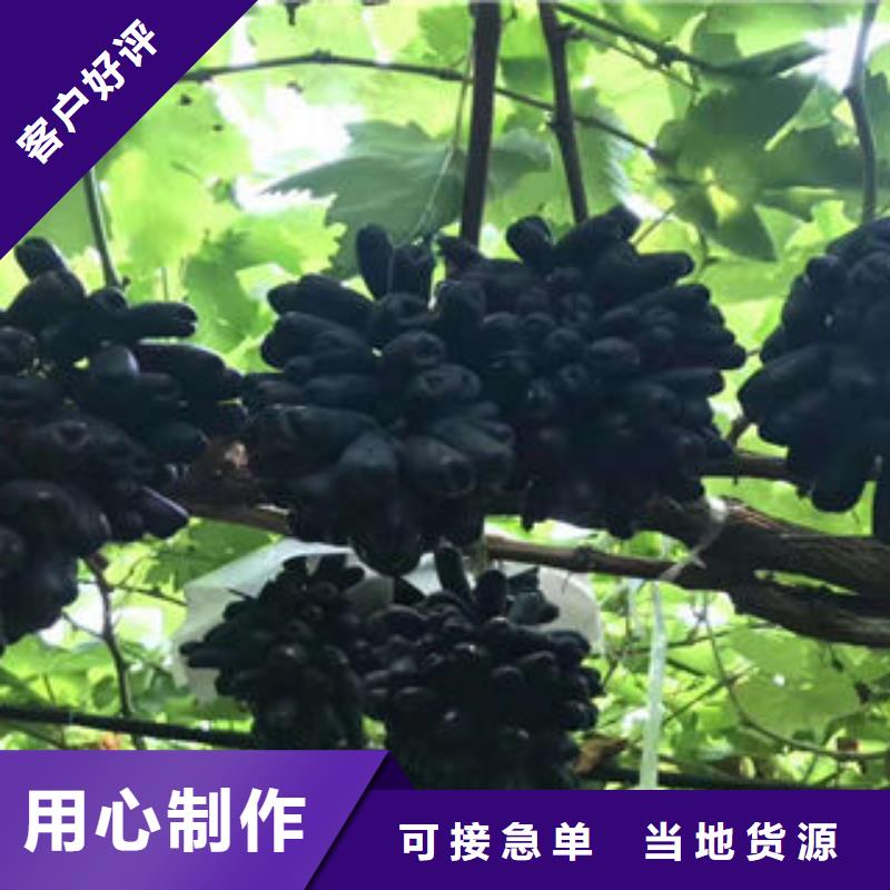 葡萄苗苹果苗多行业适用