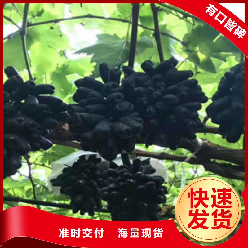 【葡萄苗苹果苗支持大小批量采购】