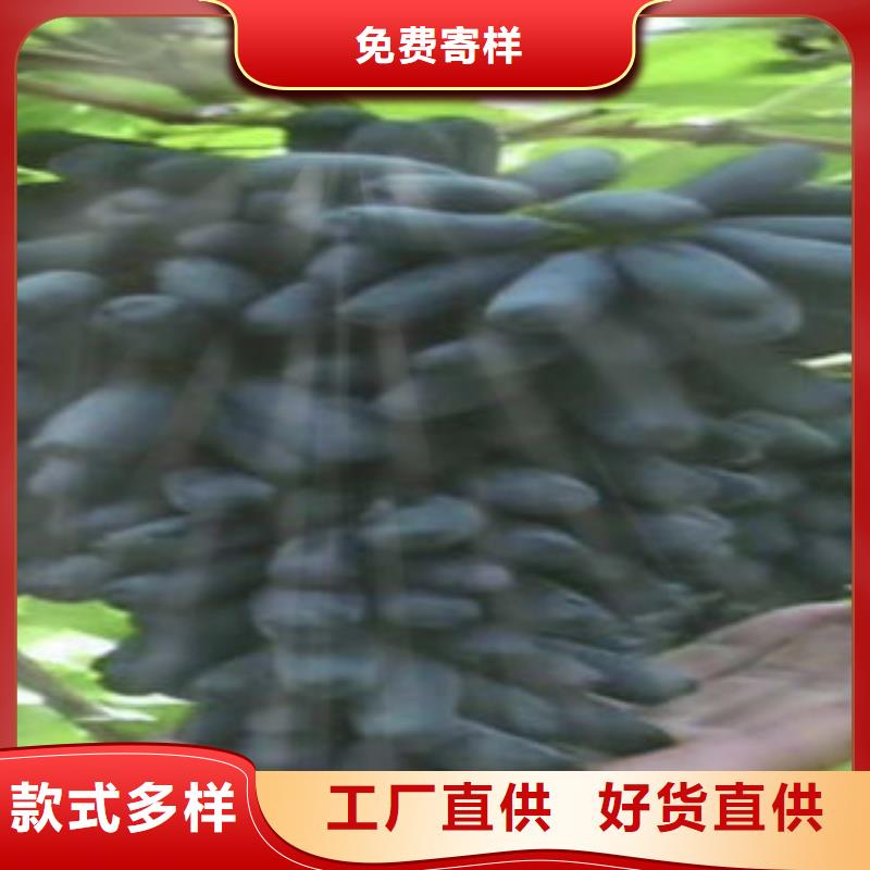 葡萄苗苹果苗多行业适用