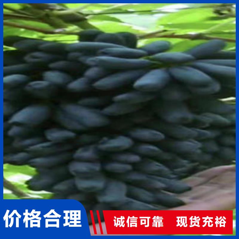 葡萄苗板栗苗准时交付