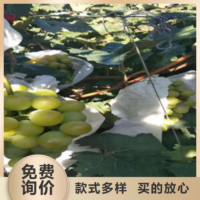葡萄苗苹果苗多行业适用