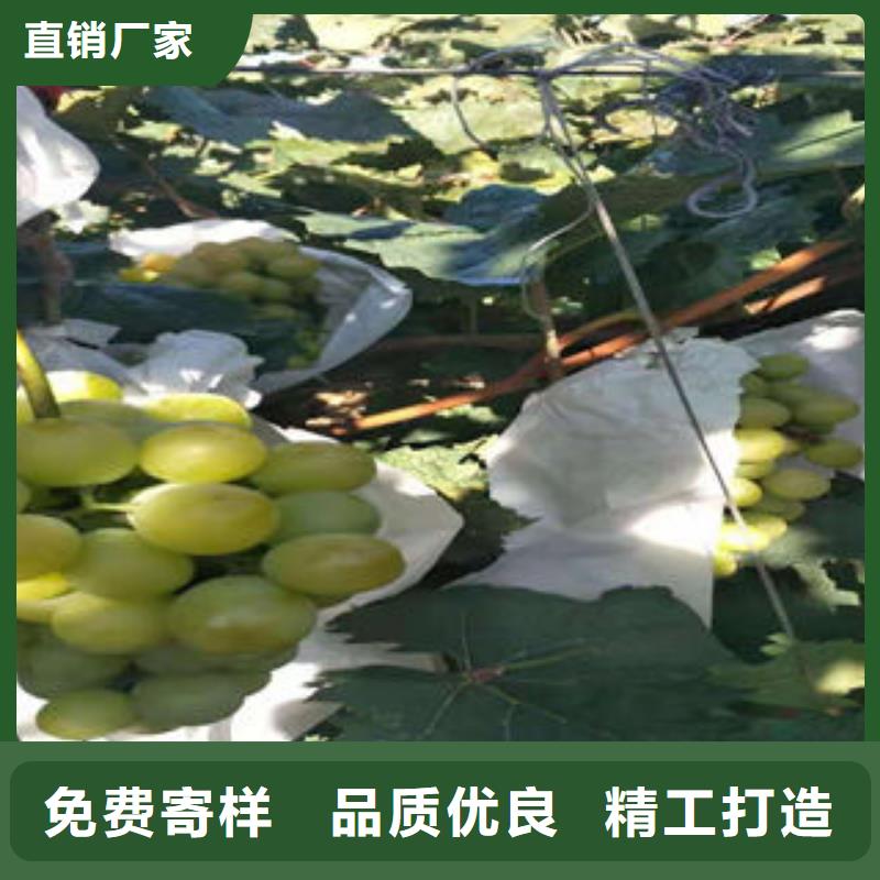 【葡萄苗苹果苗支持大小批量采购】