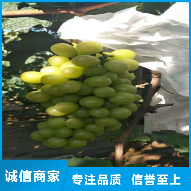 葡萄苗苹果苗多行业适用
