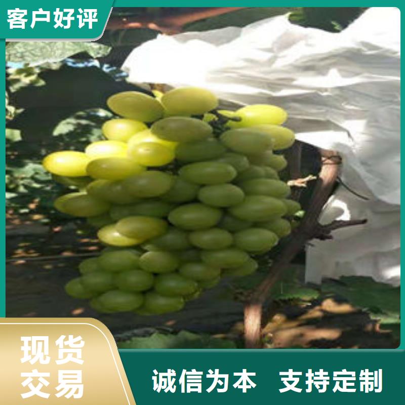 【葡萄苗苹果苗支持大小批量采购】