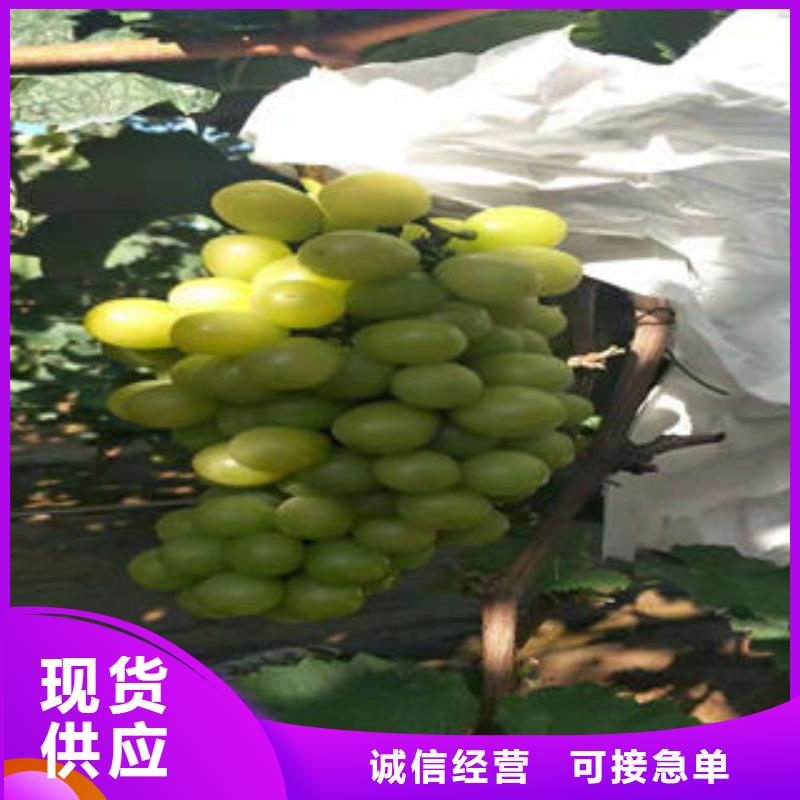 葡萄苗板栗苗准时交付