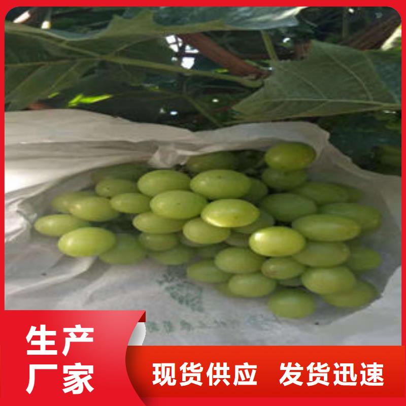 葡萄苗板栗苗准时交付