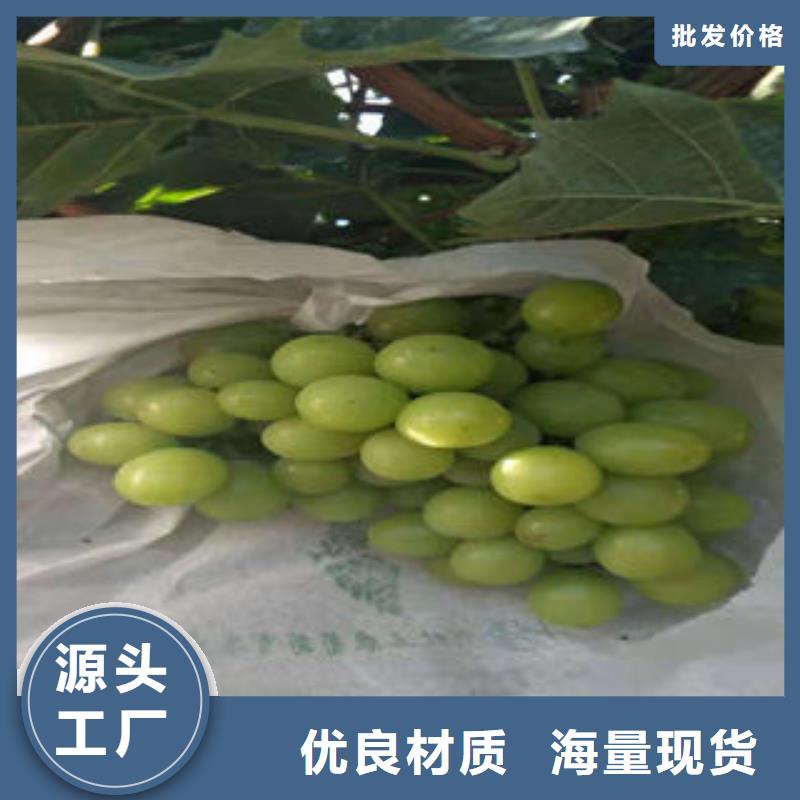 葡萄苗苹果苗多行业适用