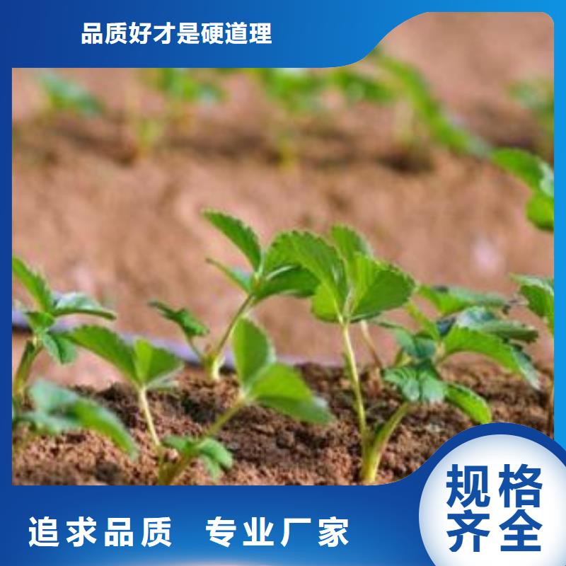 草莓苗,【梨树苗】产地直销