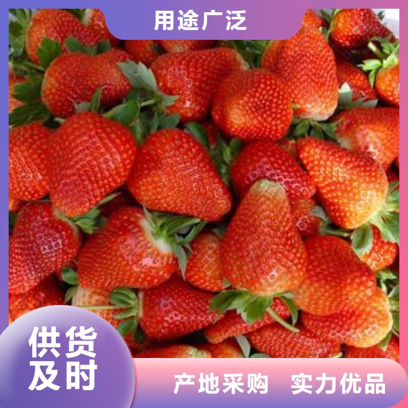 草莓苗蓝莓苗精工打造