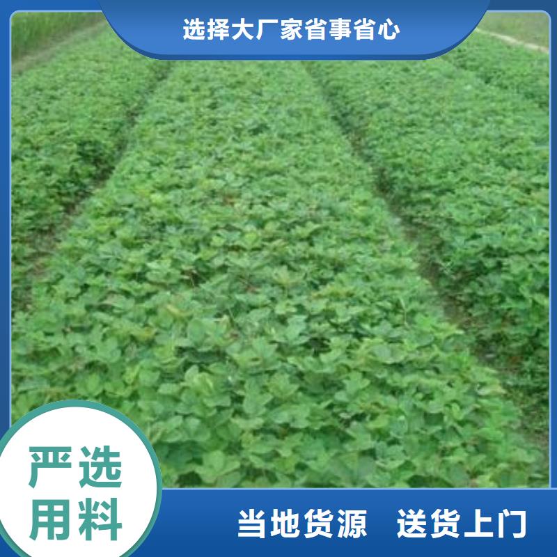 【草莓苗】板栗苗实体厂家