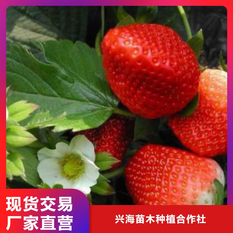 【草莓苗】板栗苗实体厂家
