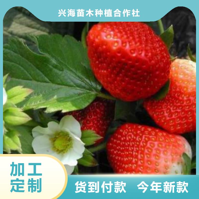草莓苗-蓝莓苗批发货源