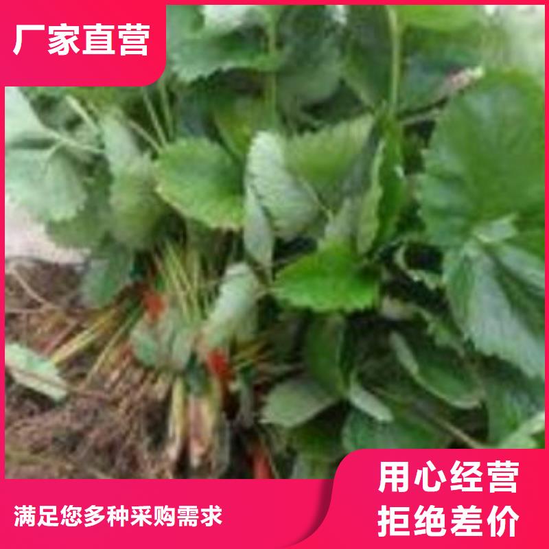 【草莓苗梨树苗严选材质】