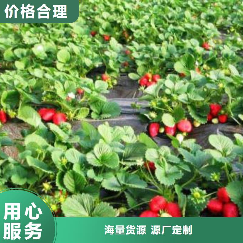 草莓苗桃树苗产品优势特点