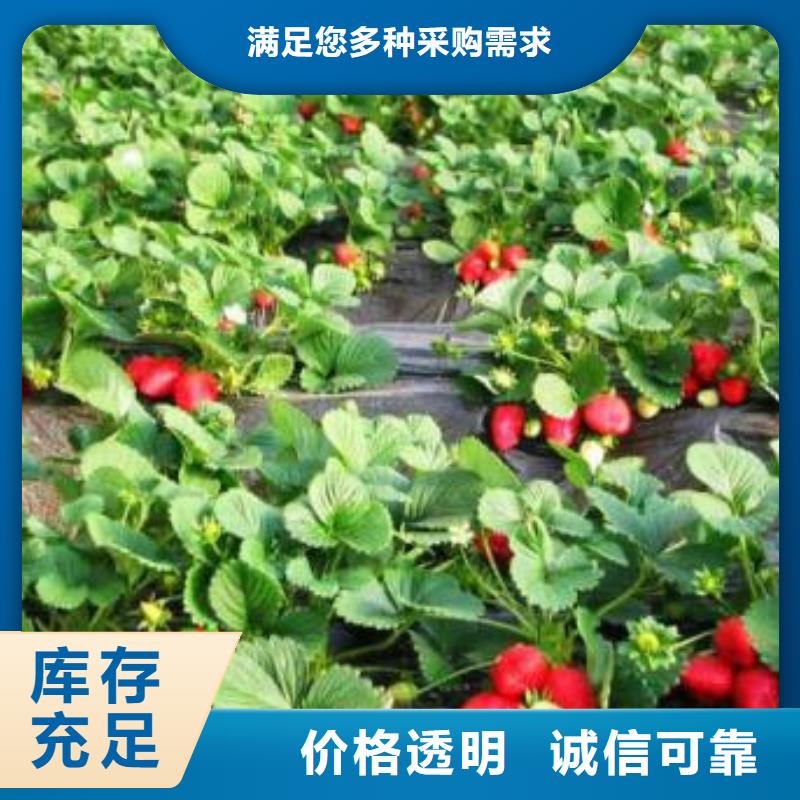 草莓苗,梨树苗优质原料