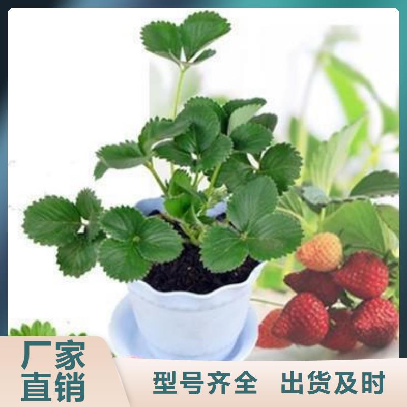 草莓苗葡萄苗为品质而生产