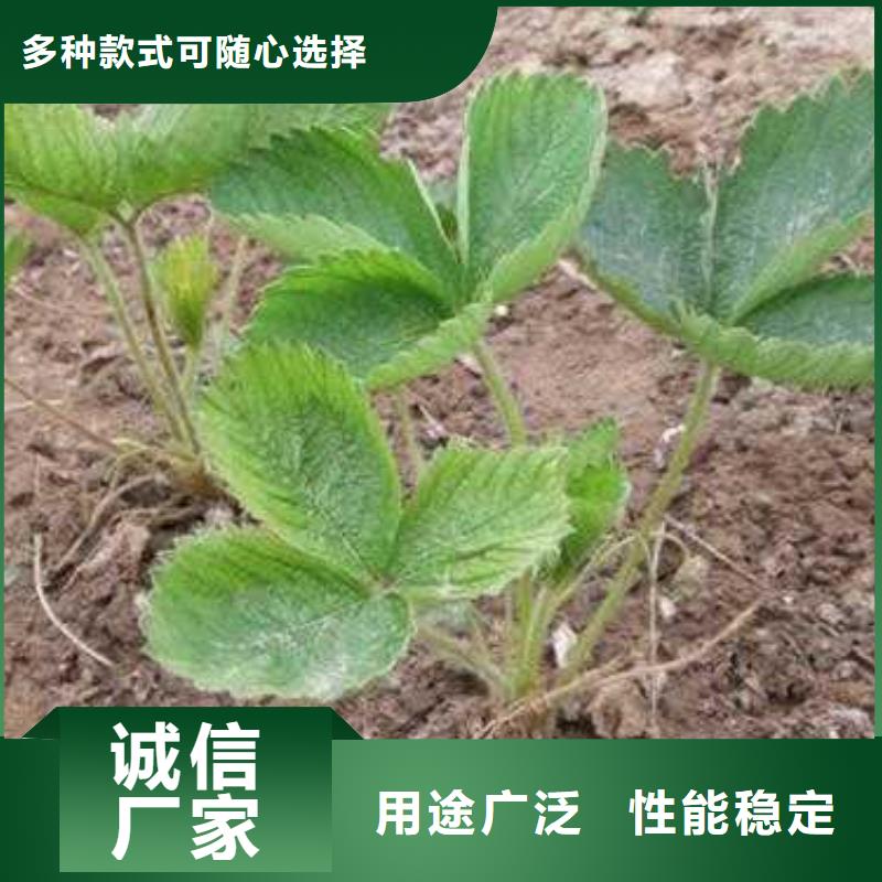草莓苗,梨树苗优质原料