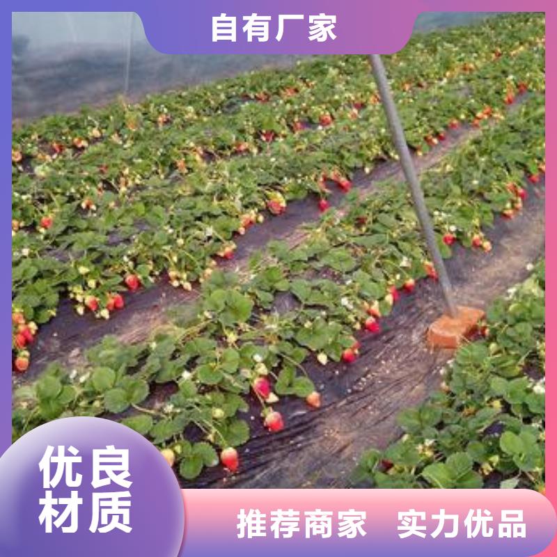 草莓苗,梨树苗优质原料