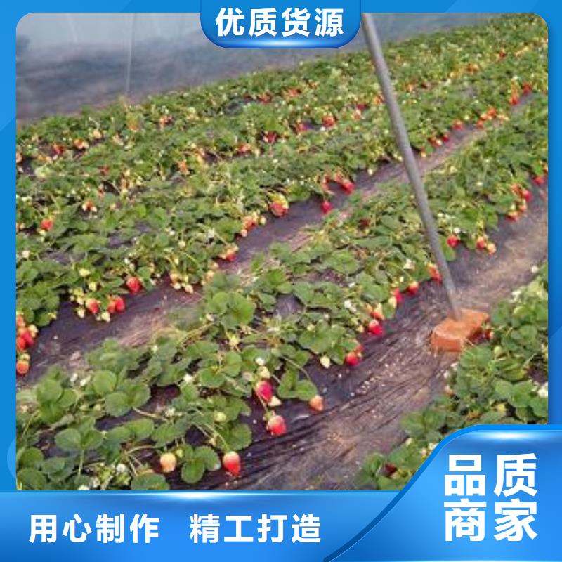 草莓苗,梨树苗优质原料