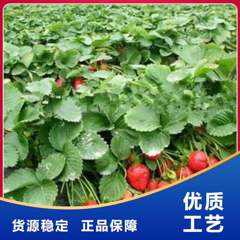 草莓苗葡萄苗为品质而生产