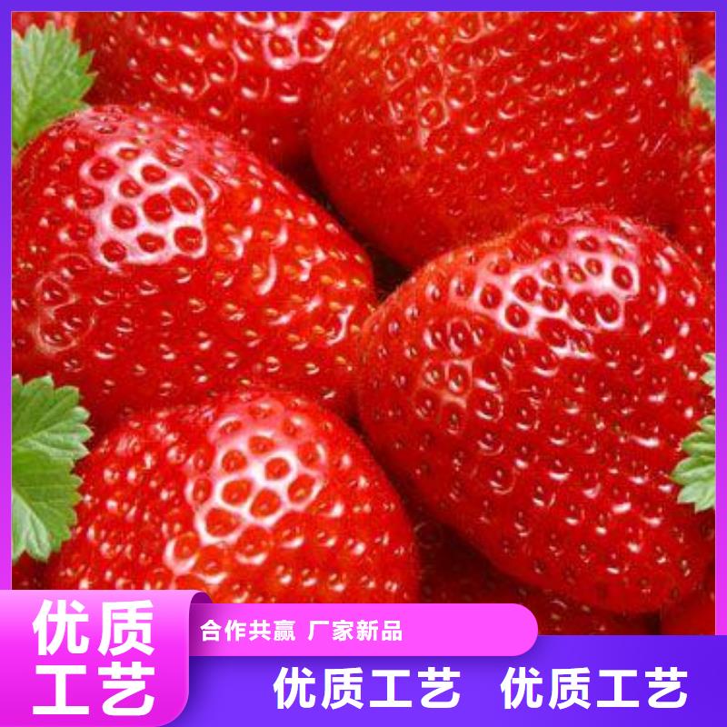 草莓苗,梨树苗优质原料