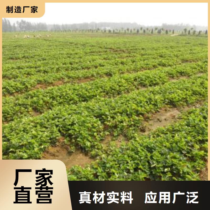 草莓苗,梨树苗优质原料