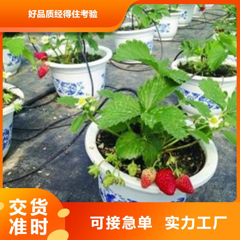 草莓苗,梨树苗优质原料