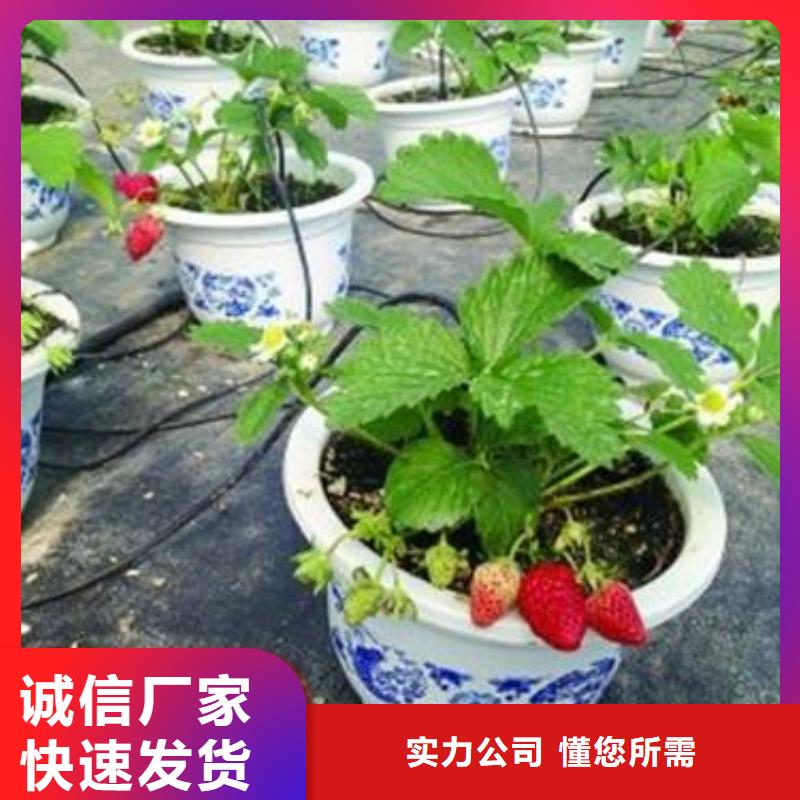 【草莓苗梨树苗严选材质】