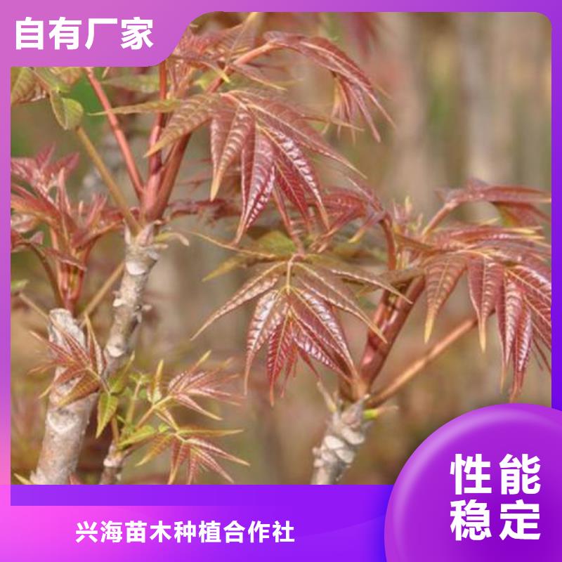 香椿苗-梨树苗品质不将就