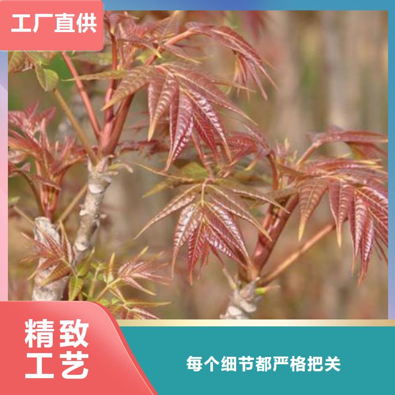 香椿苗_李子苗优势