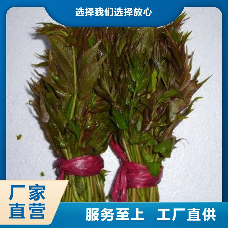香椿苗,花椒苗厂家直销省心省钱