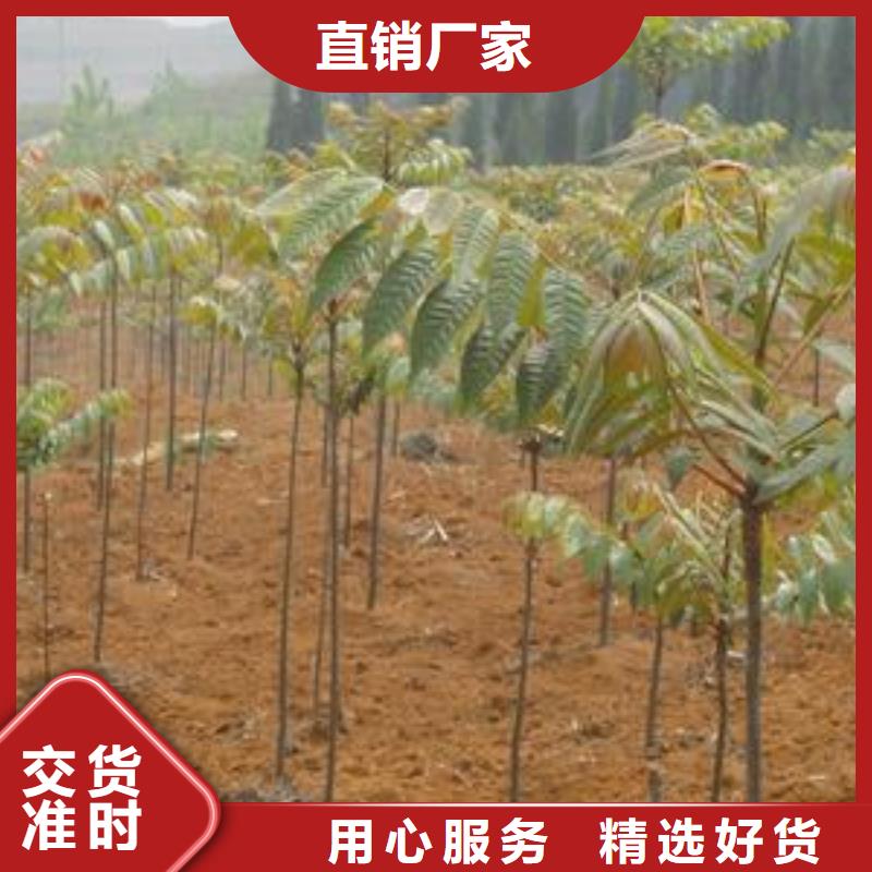 香椿苗葡萄苗制造厂家