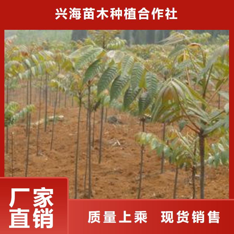 香椿苗梨树苗的简单介绍