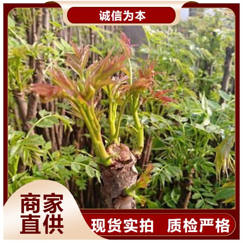 香椿苗_李子苗优势
