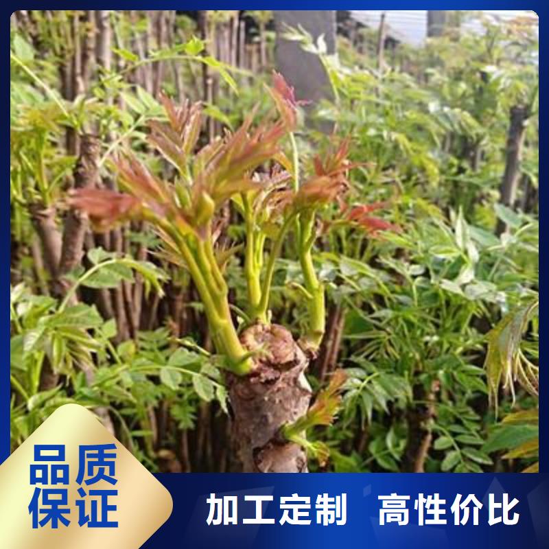 香椿苗山楂苗市场报价