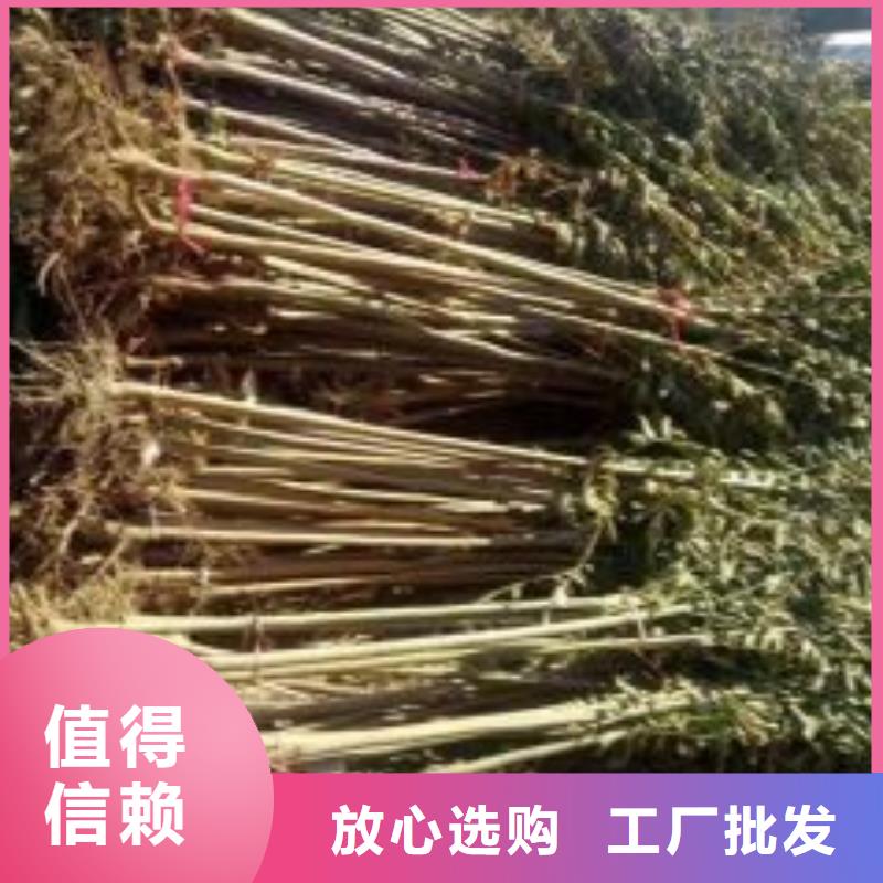 【香椿苗苹果苗品质之选】
