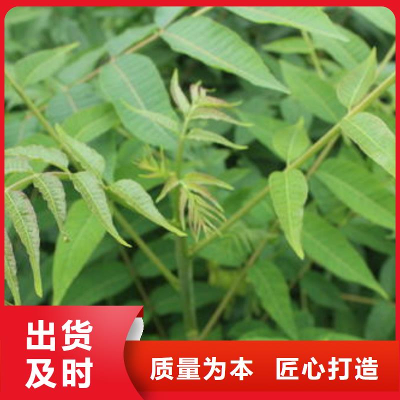 香椿苗梨树苗源厂定制