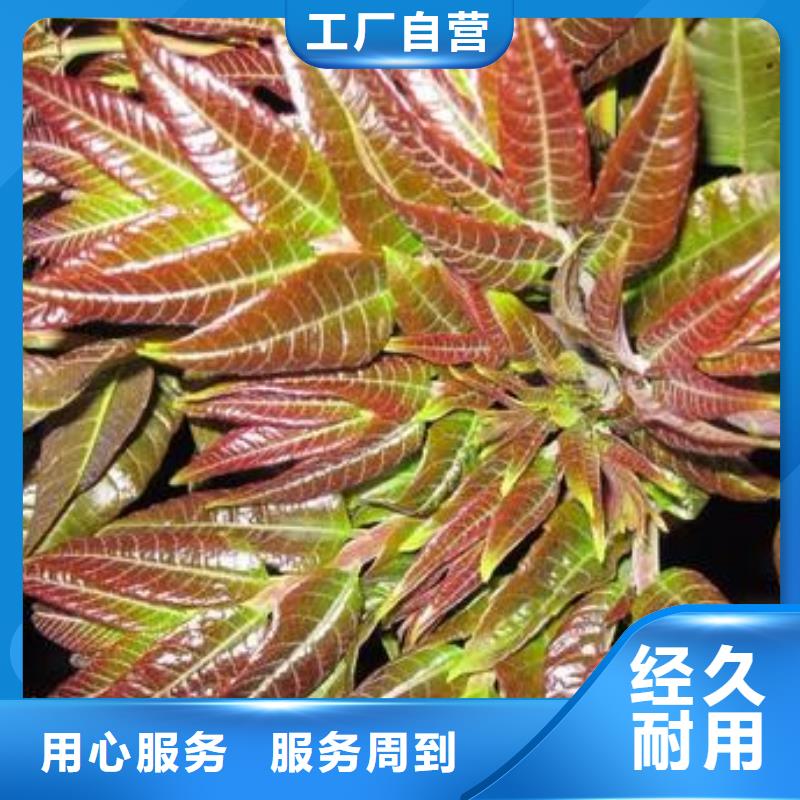 【香椿苗】桃树苗一站式供应