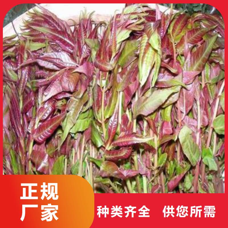 香椿苗花椒苗厂家采购