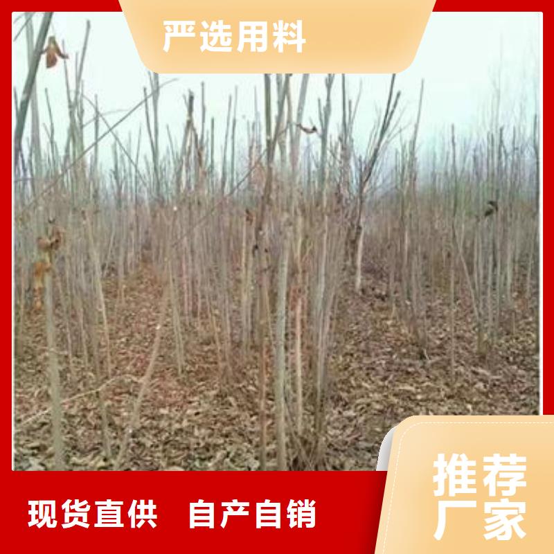 【香椿苗】桃树苗一站式供应