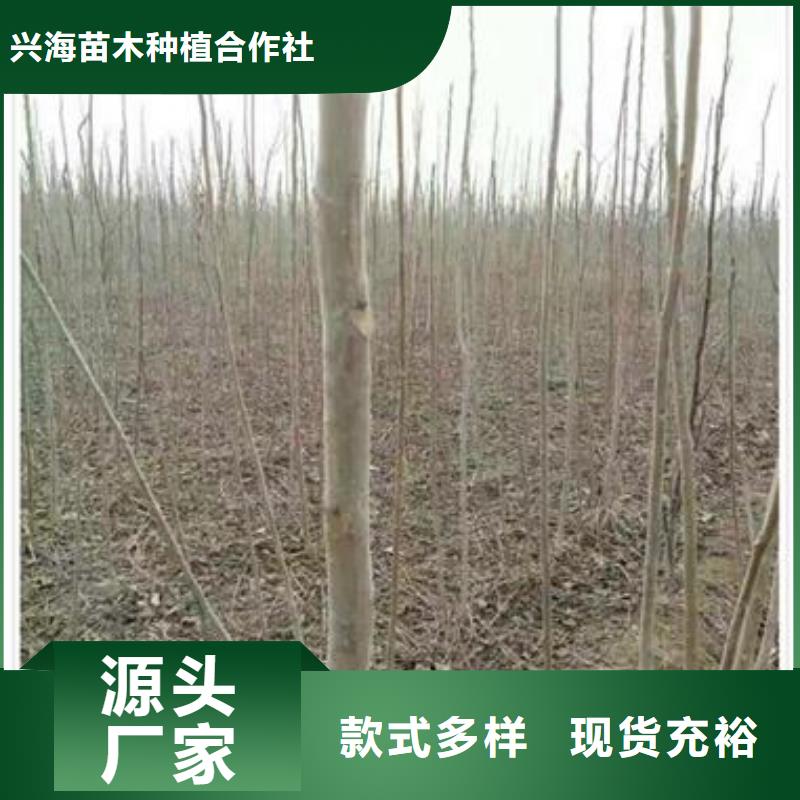 香椿苗板栗苗选择我们没错