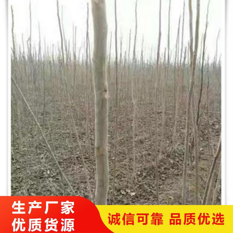【香椿苗板栗苗满足多种行业需求】