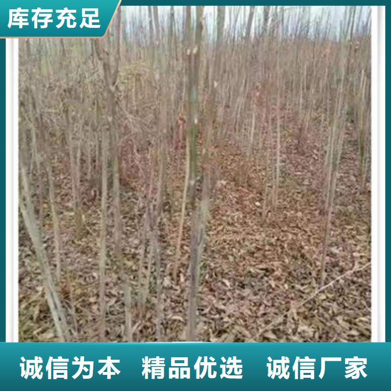 香椿苗花椒苗多种规格可选