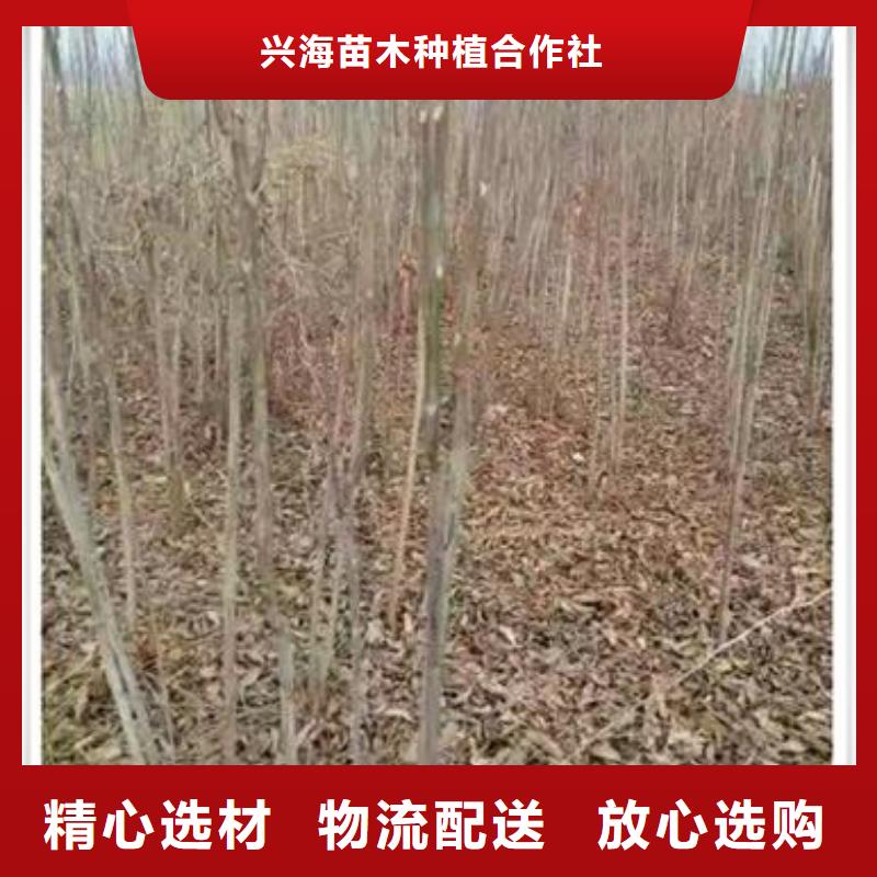 香椿苗核桃苗对质量负责