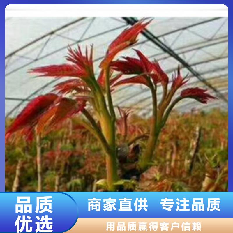 香椿苗-梨树苗品质不将就